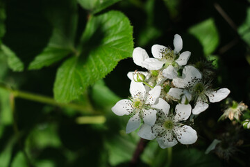 Flowers and fruits of blackberries close-up on a sunny and rainy day.