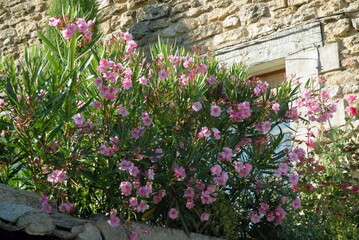 Fototapeta na wymiar Ville d'Oppède-le-vieux, lauriers roses, département du Vaucluse, Luberon, France