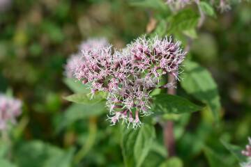 Fototapeta premium Hemp agrimony