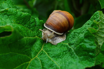 Helix pomatia also Roman snail, Burgundy snail, edible snail or escargot, is a species of large, edible, air-breathing land snail