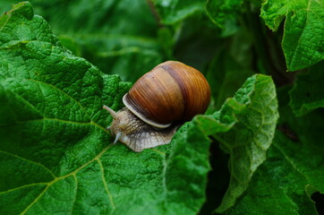 Helix pomatia also Roman snail, Burgundy snail, edible snail or escargot, is a species of large, edible, air-breathing land snail