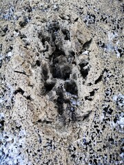 Fußabdruck Spur gefroren Hund Wolf