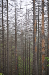 Suche lasy w Tatrach