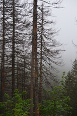 Suche lasy w Tatrach