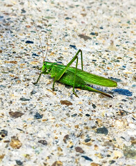 Green grasshopper close up on gray stone background, bush crickets, Tettigoniidae, Insects