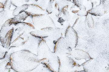 Winter background with fallen leaves on the ground, covered with snow powder. Natural beauty close-up. Macro shot.