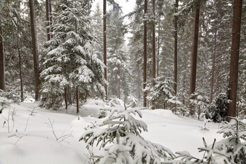 Winter spruce forest, thisk snow. Ukraine, Carpathians.