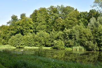 Fototapeta na wymiar La végétation sauvage autour d'un des étangs à l'arrière parc de Tervuren à l'est de Bruxelles