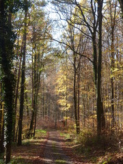Fototapeta premium path in autumn forest