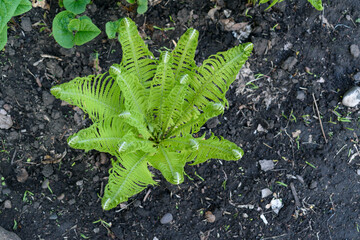 Young stalks of a fern. Green leaves on the bush. Black soil. View from top.