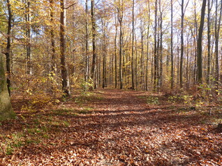 path in autumn forest