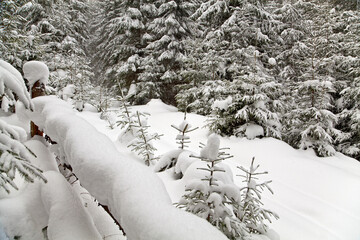 Winter spruce forest,thick snow, wooden fence. Ukraine, carpathians.