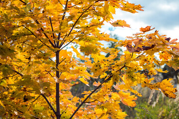 bright yellow leaves trees in autumn forest, cold season