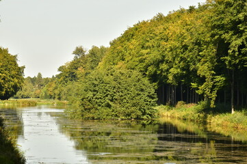 L'arbre isolé en boule avec feuillage jusque dans l'eau dans l'un des étang étroits du parc de Tervuren ) l'est de Bruxelles