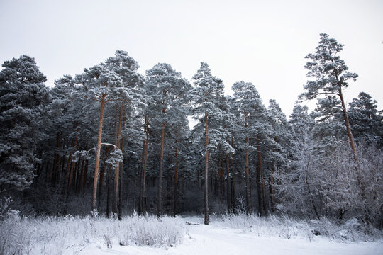 beautiful winter forest in the afternoon 