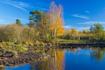 Landscape in the National Park Maasduinen in the Netherlands
