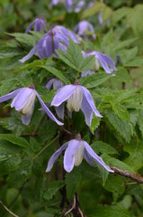 kwiaty górskie - Powojnik alpejski, Clematis alpina, Tatry © Ewa