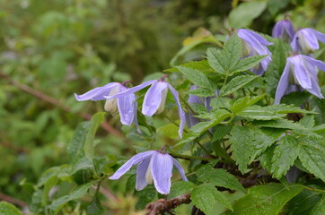 kwiaty górskie - Powojnik alpejski, Clematis alpina, Tatry © Ewa