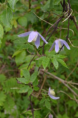 kwiaty górskie - Powojnik alpejski, Clematis alpina, Tatry © Ewa