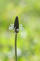 Plantago major