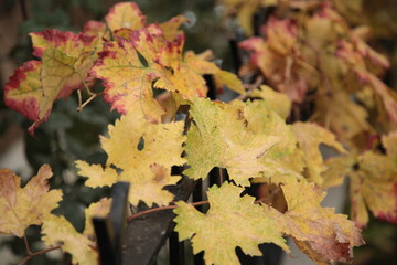 leaves from the vine,
leaves from the vine lyrics,
leaves clipart,
leaves drawing,
leaves in spanish,
leaves changing color,
leaves falling,
leaves are falling,
leaves aesthetic,
