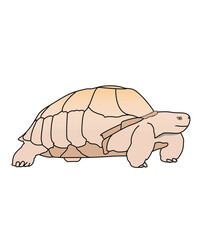 Schildkröte, Illustration