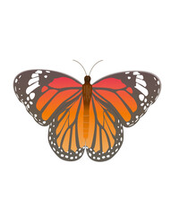 Schmetterling, Illustration