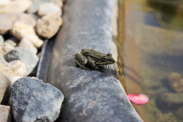 Frog on a garden pond