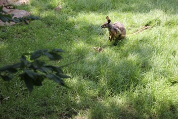 Little kangaroo on grass