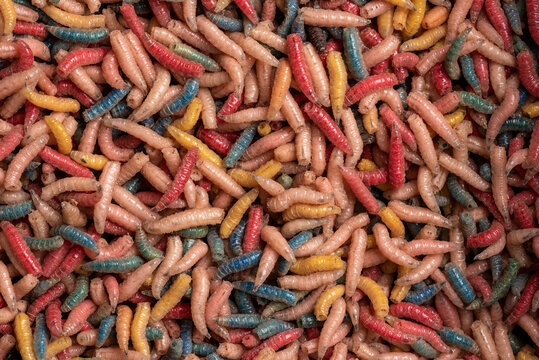 A close up photograph of multicolored maggots/fly larvae shot from above 