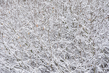 nice winter in the park