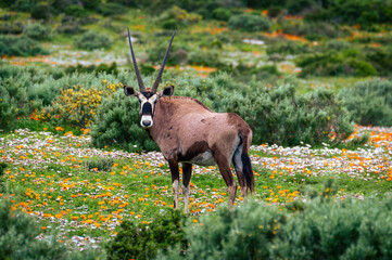 Big oryx or gemsbok with long horns standing between colorful wildflowers at the end of winter in Namaqualand. Namaqua National Park, South Africa
