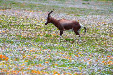 Dark brown with white legs Springbok (scientific name: Antidorcas marsupialis) running in a flower carpet of yellow, orange ad white daisies in the Namaqualand National Park, South Africa © Travelvolo