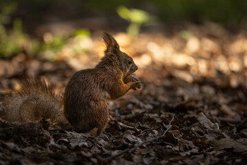 The red squirrel or Eurasian red squirrel (Sciurus vulgaris) is a species of tree squirrel in the...