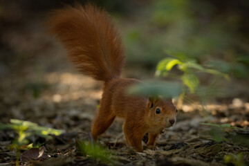 The red squirrel or Eurasian red squirrel (Sciurus vulgaris) is a species of tree squirrel in the genus Sciurus common throughout Eurasia. Cute and funny animal in the light eating nuts and curious.