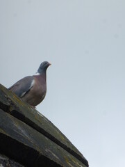 Pigeon on the roof