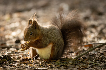 The red squirrel or Eurasian red squirrel (Sciurus vulgaris) is a species of tree squirrel in the...