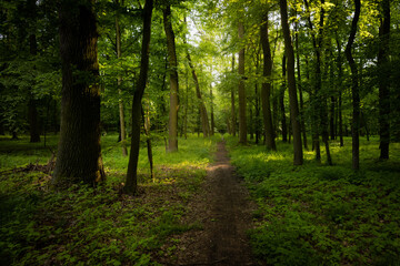 Fototapeta na wymiar Forest path, leading among trees. Fresh green color of spring time. Everything blooming and fresh. Peaceful, quiet and relaxing atmosphere. Pure nature.