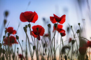 Poppies in a photo with a shallow depth of field.