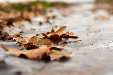 Fallen oak leaves on the road with ice