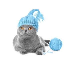 British cat in a knitted hat on a white background