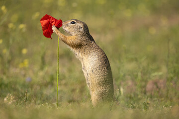 The European ground squirrel (Spermophilus citellus) is a species from the squirrel family, Sciuridae. Very funny, cheerful, curious and also endangered animal. Running and hiding on a meadow.