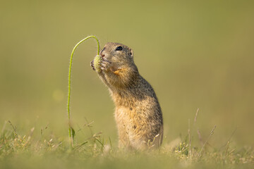 The European ground squirrel (Spermophilus citellus) is a species from the squirrel family, Sciuridae. Very funny, cheerful, curious and also endangered animal. Running and hiding on a meadow.