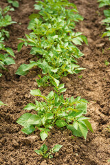 Green young potato plants in row growing in garden on brown soil. Close up. Organic farming, healthy food, BIO viands, back to nature concept.