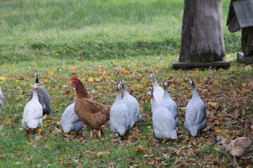 colorful chickens on the grass among dry leaves