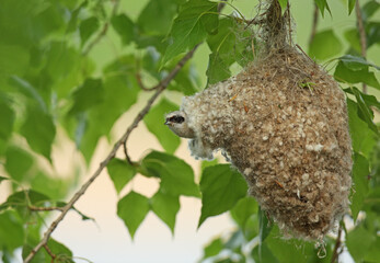 Beutelmeise (Remiz pendulinus)
