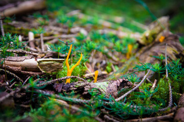 Pilze auf dem Waldboden