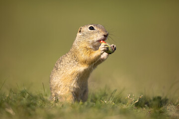 Naklejka na ściany i meble The European ground squirrel (Spermophilus citellus) is a species from the squirrel family, Sciuridae. Very funny, cheerful, curious and also endangered animal. Running and hiding on a meadow.