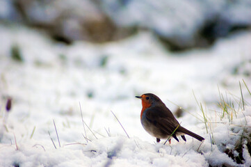 Robin in the snow