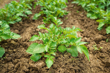 Green young potato plants in row growing in garden on brown soil. Close up. Organic farming, healthy food, BIO viands, back to nature concept.
